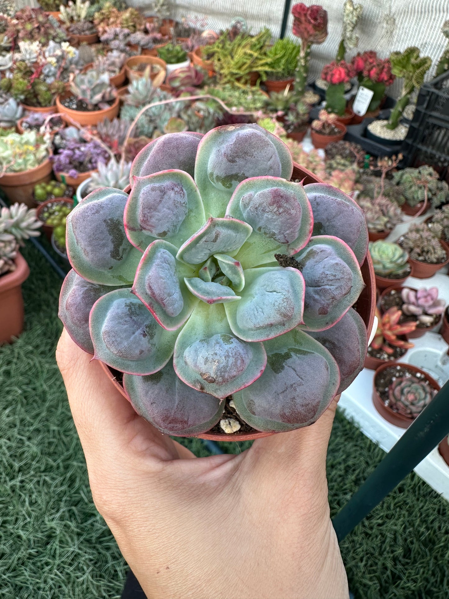 Echeveria Raindrops