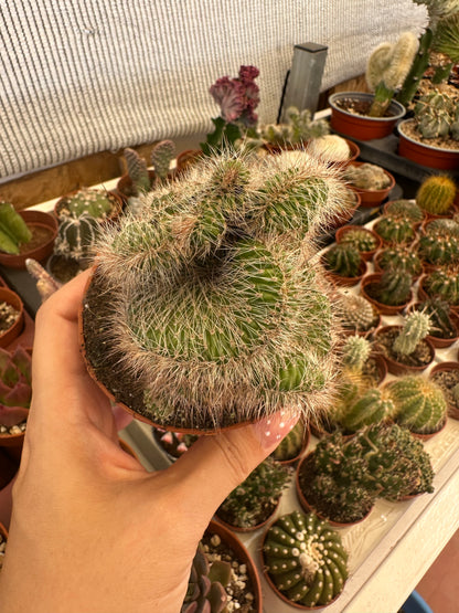 Cactus crestata