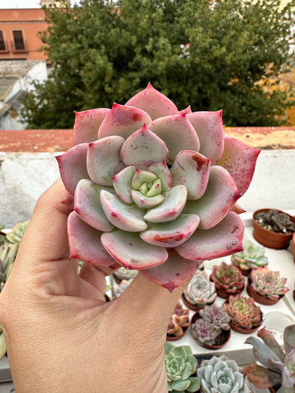Echeveria Agavoides Salmón