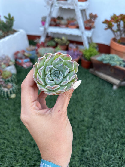 Echeveria Simulans ‘Laguna Sánchez’