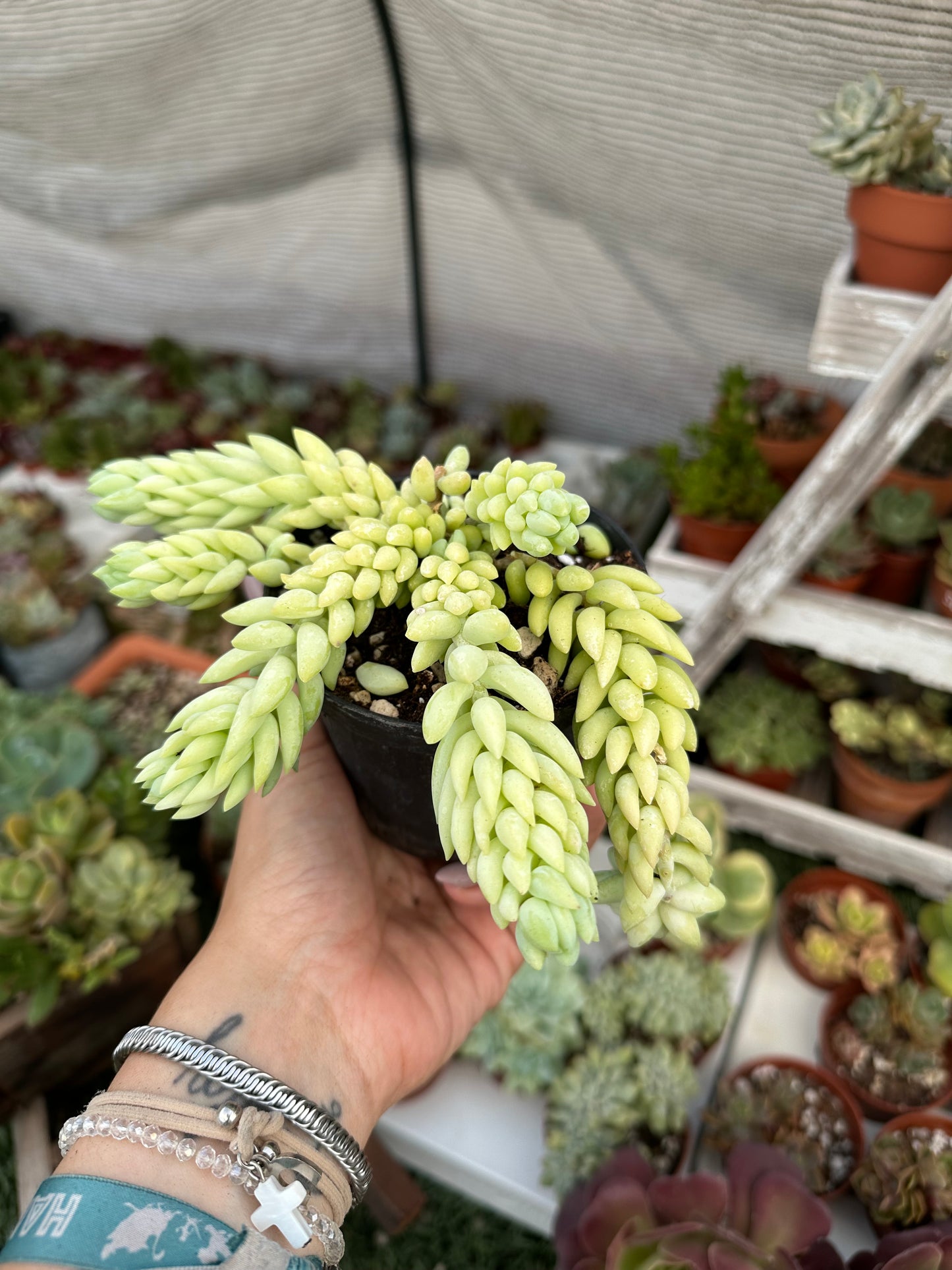 Sedum morganianum