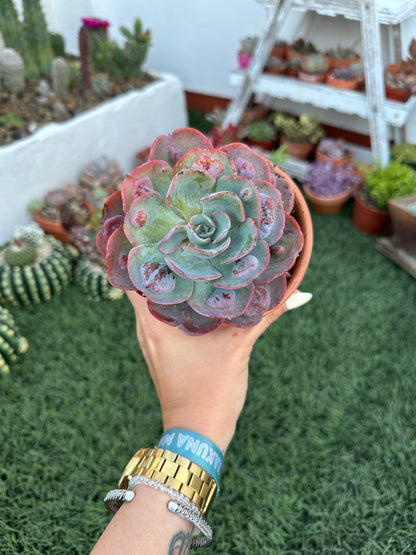 Echeveria Raindrops (11cm)