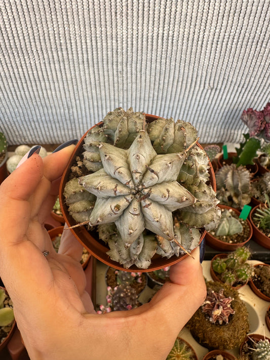 Euphorbia horrida “copos de nieve”