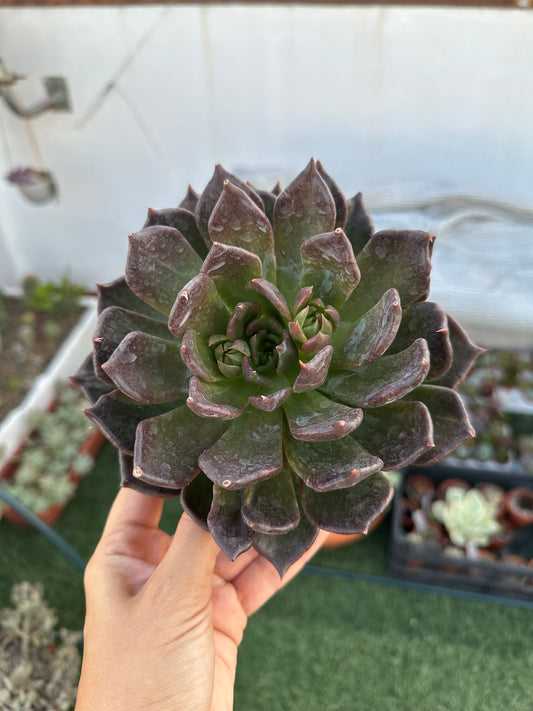 Echeveria E-Choc