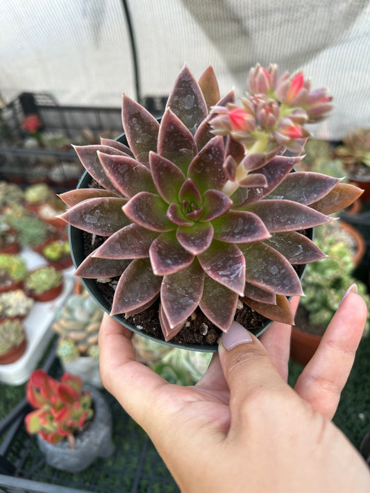 Echeveria Serrana