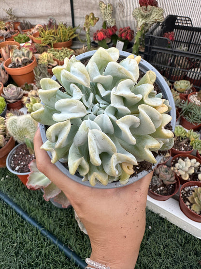 Echeveria Topsy Turvy 13cm