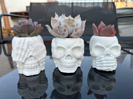 Macetas Calaveras (Unidad)
