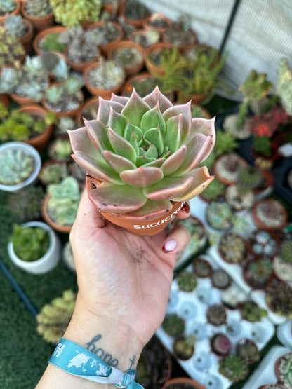 Echeveria Penélope