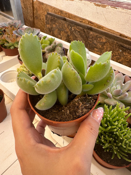 Cotyledon tormentosa