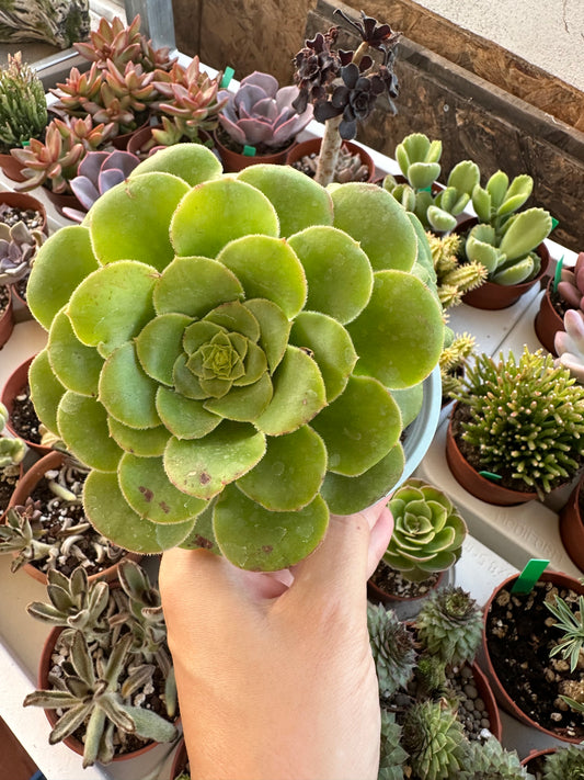 Aeonium Canariense