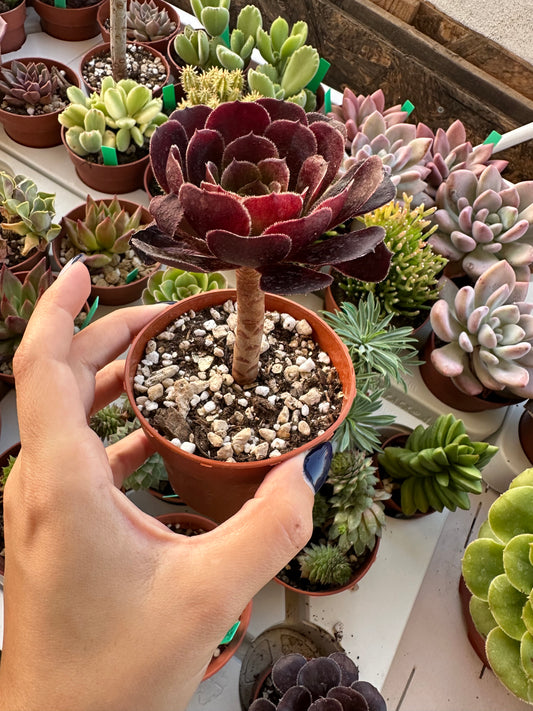 Aeonium Arboreum Atropurpureum