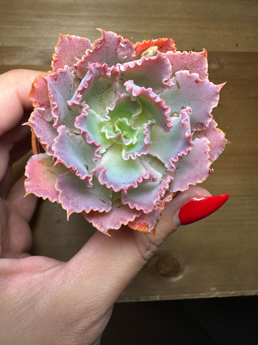 Echeveria “Neon Breakers