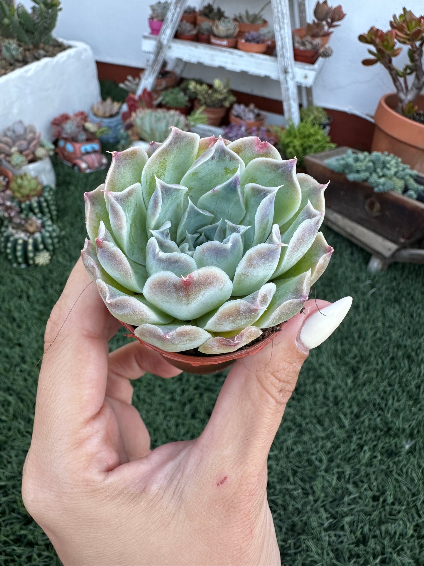 Echeveria Simulans ‘Laguna Sánchez’