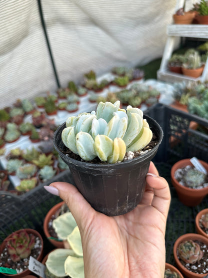 Echeveria Topsy Turvy 8,5cm