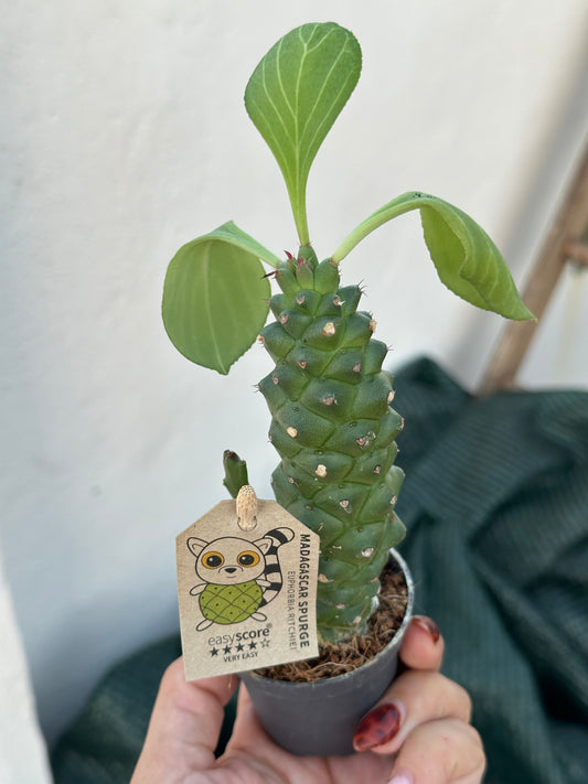 Euphorbia Ritchiei