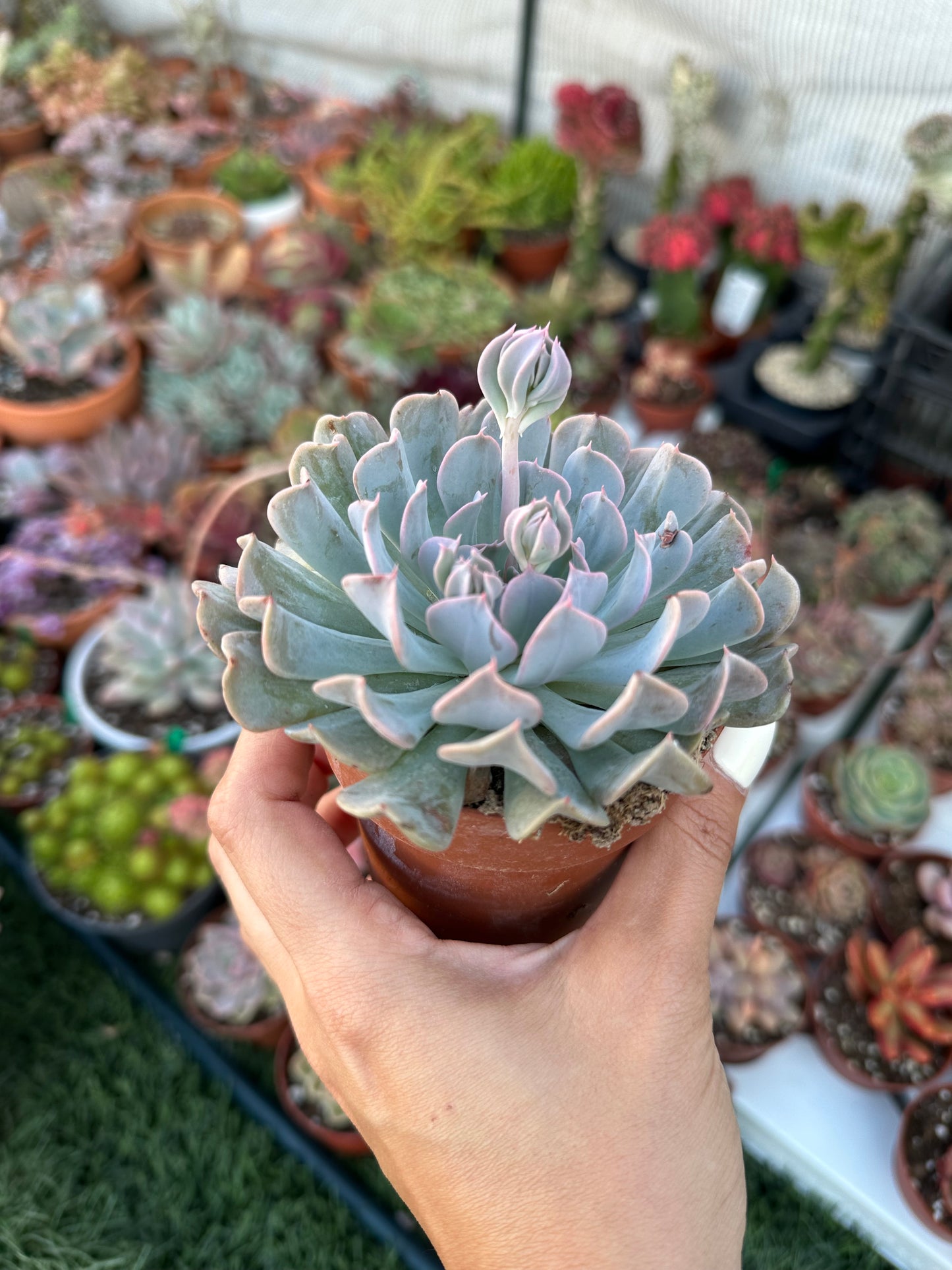 Echeveria Swan Lake