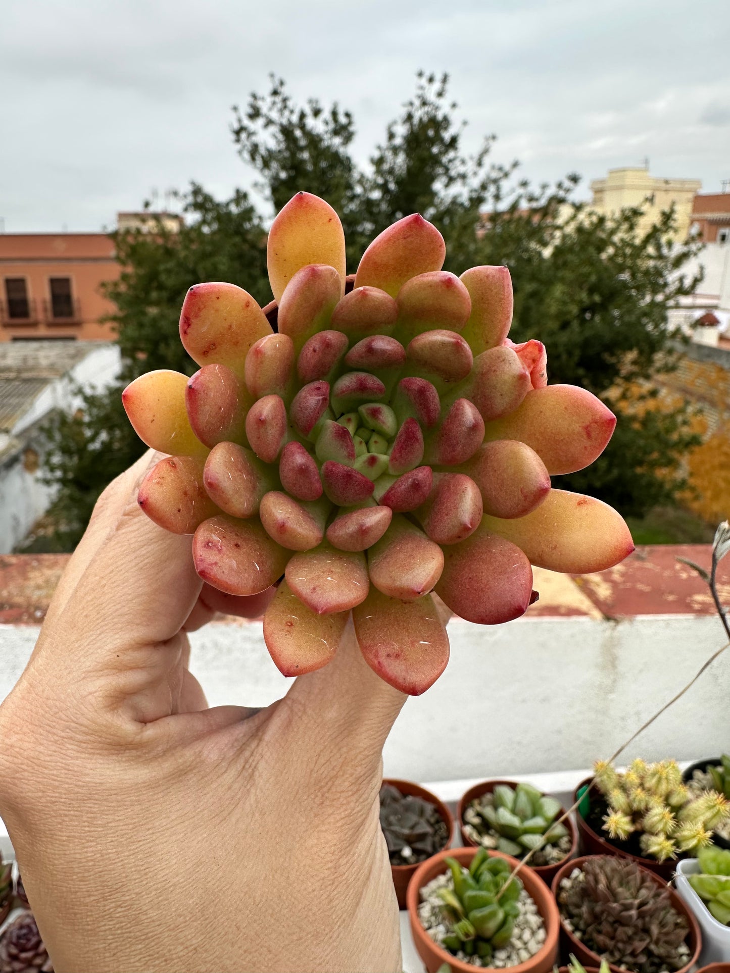 Graptoveria Bashful