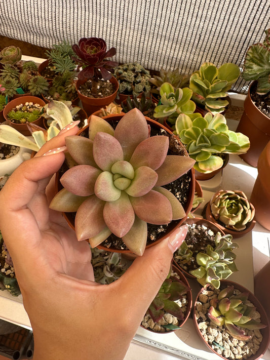 Graptoveria Pink Donna