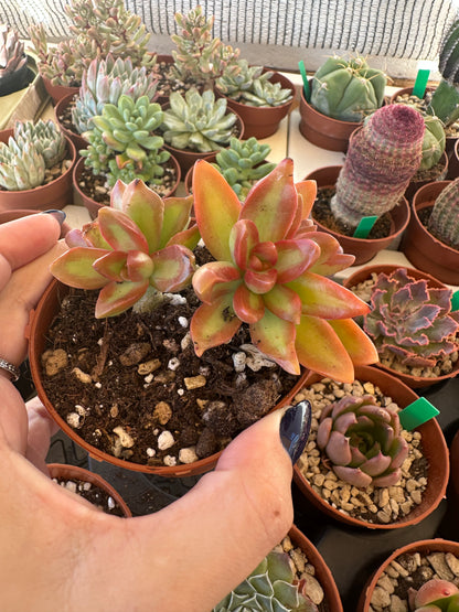 Sedum Nussbaumerianum