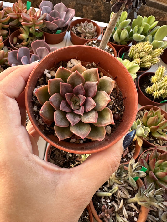 Echeveria Mina Rubra 2