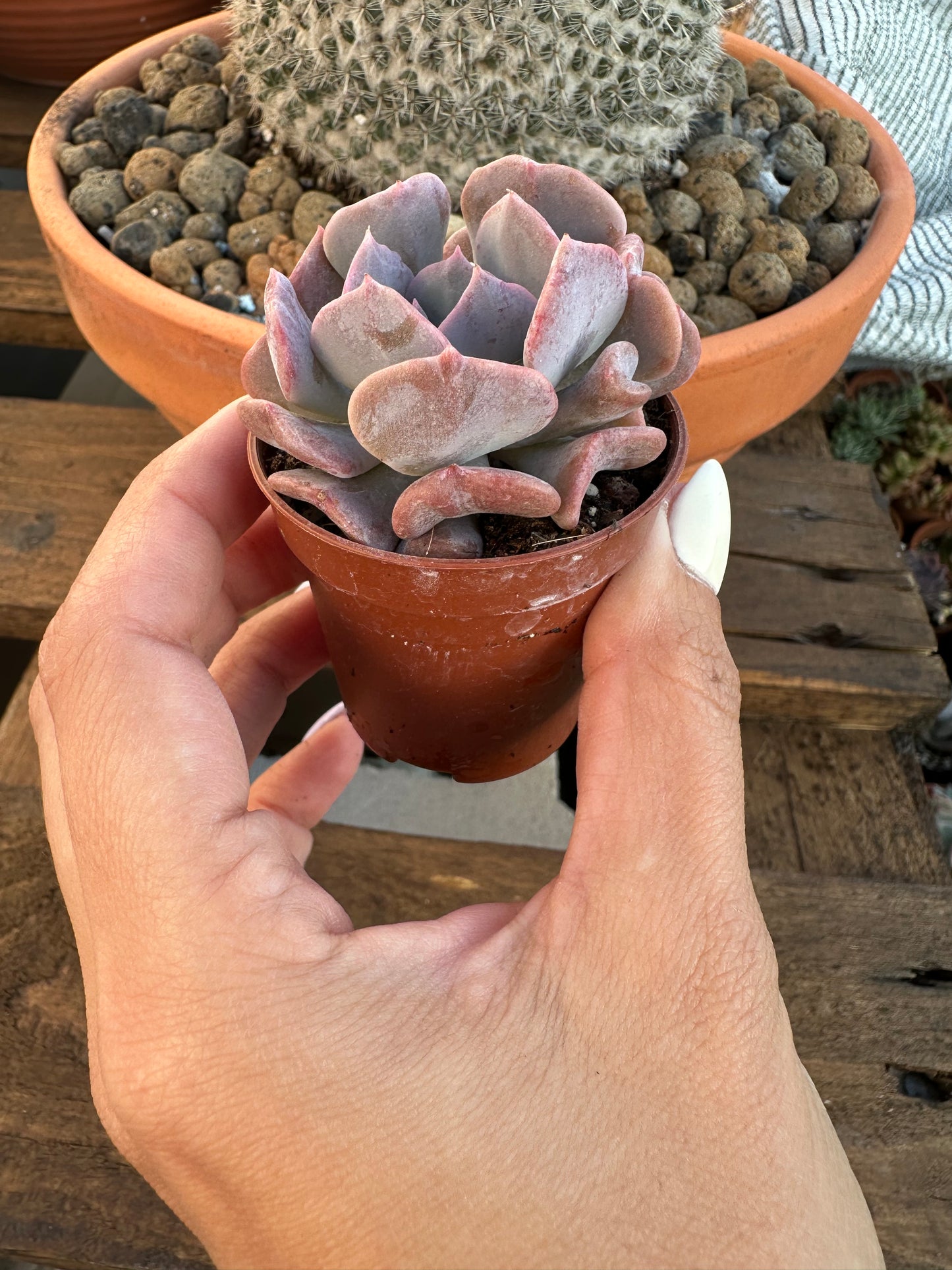 Echeveria Cubic Frost