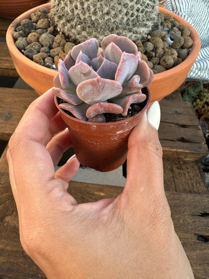 Echeveria Cubic Frost