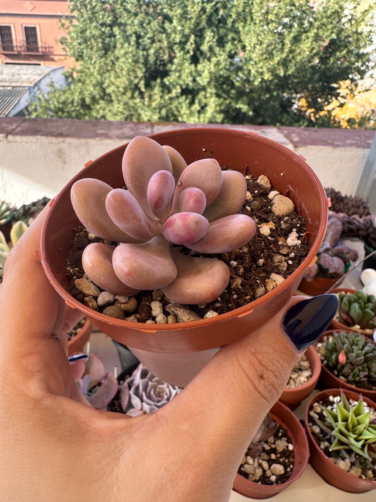Graptopetalum Amethystinum
