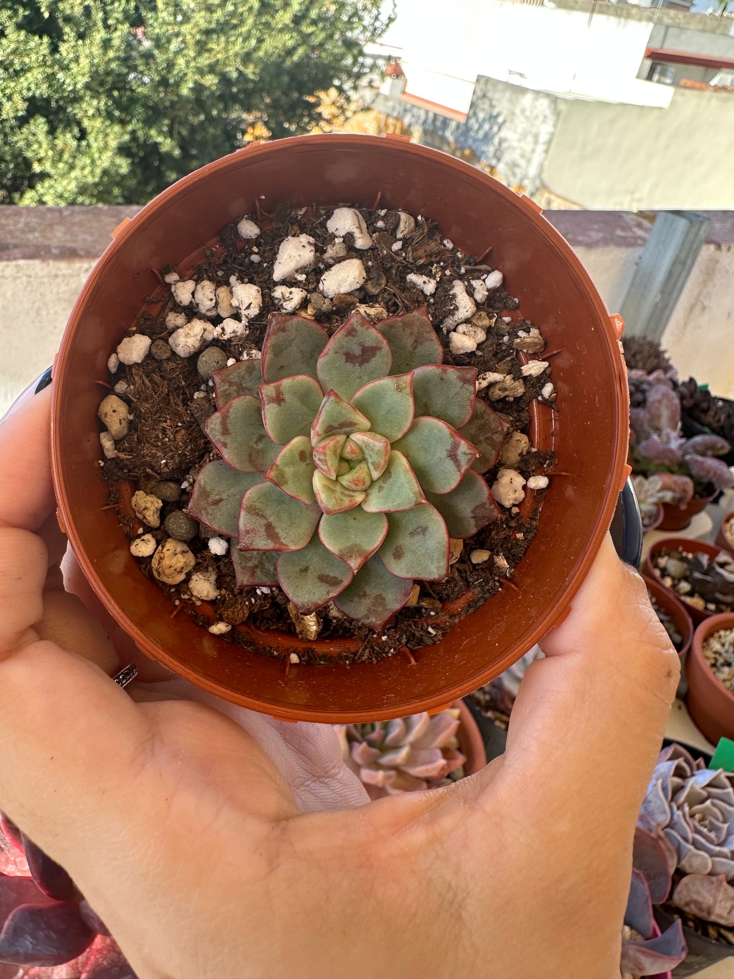 Echeveria Nacre