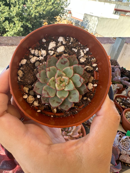 Echeveria Nacre