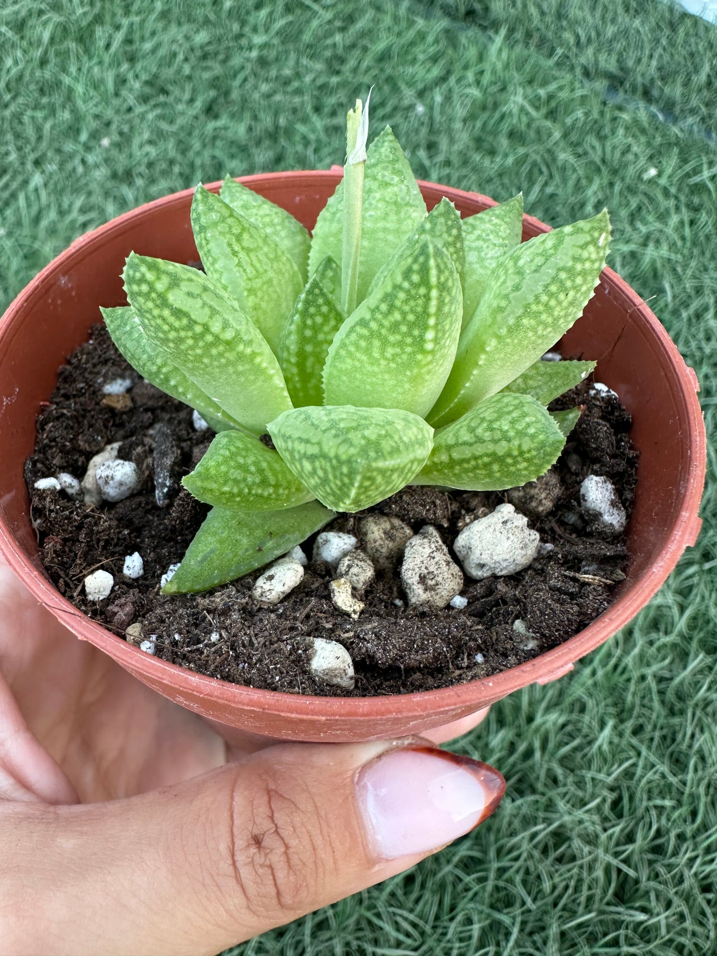 Haworthia
