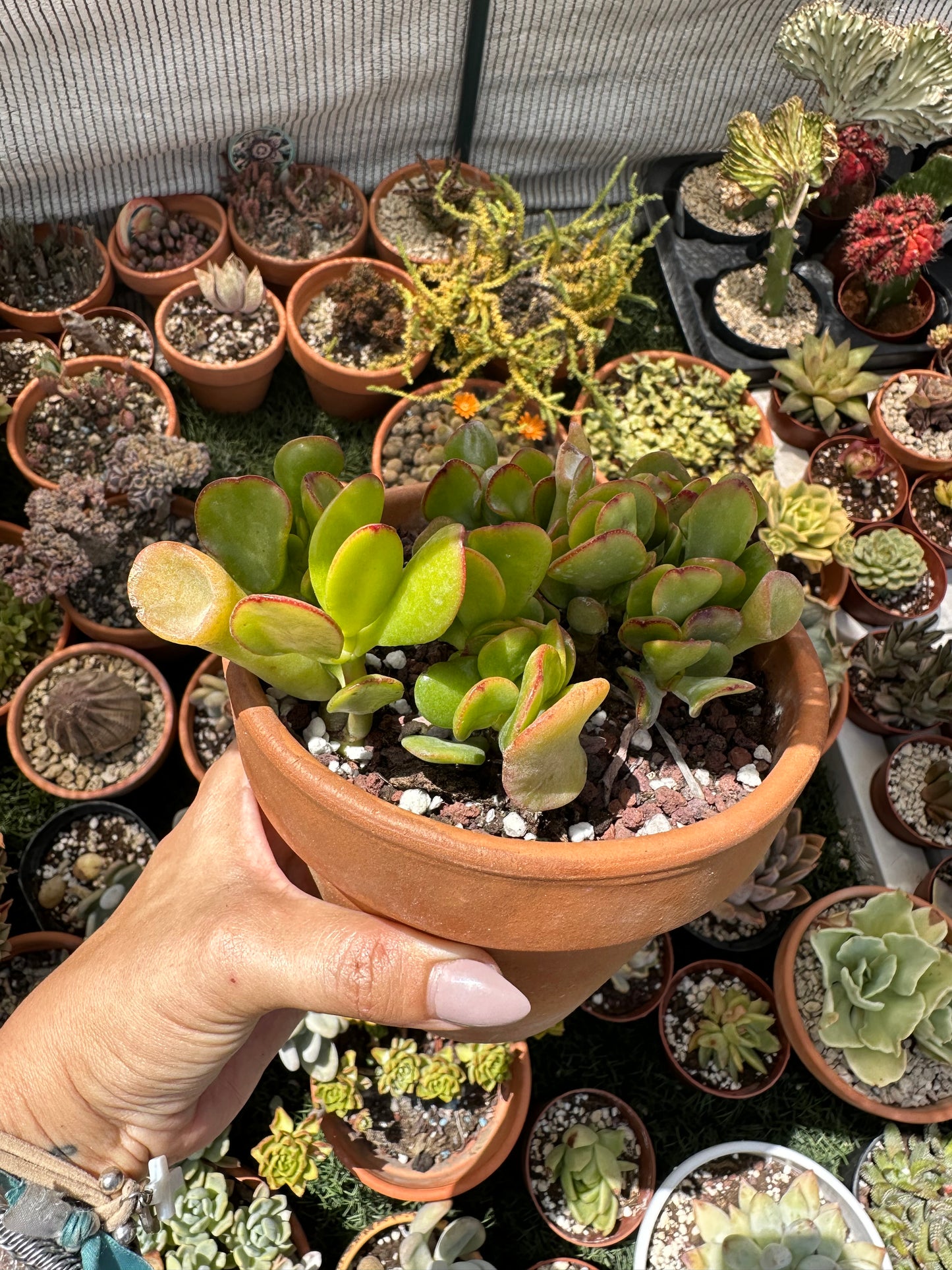 Crassula Ovata Gollum (Oreja de Shrek)