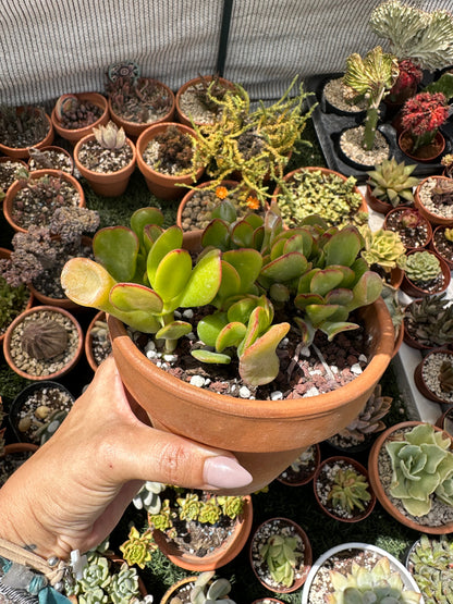 Crassula Ovata Gollum (Oreja de Shrek)