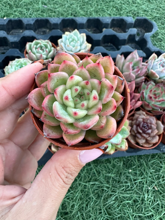 Echeveria Coreana