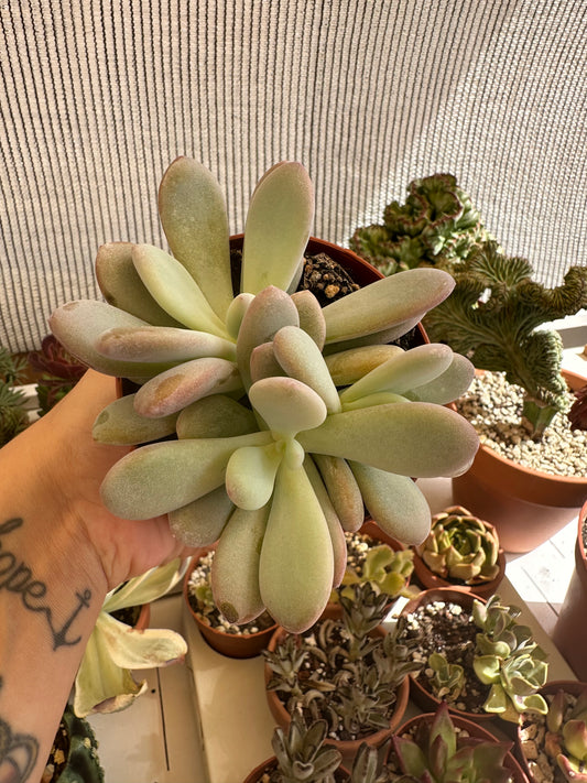 Pachyphytum captain jessop
