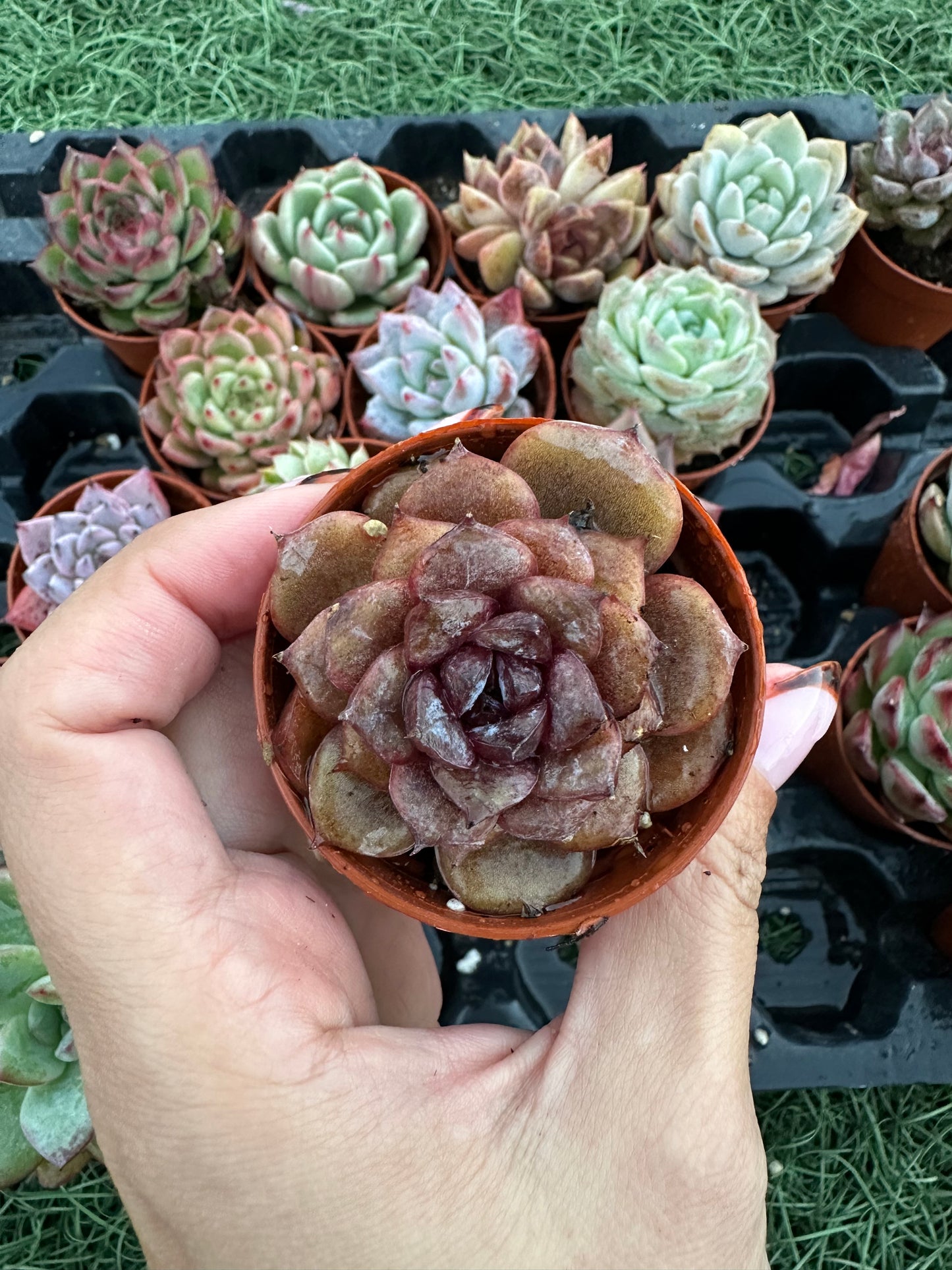 Echeveria Coreana