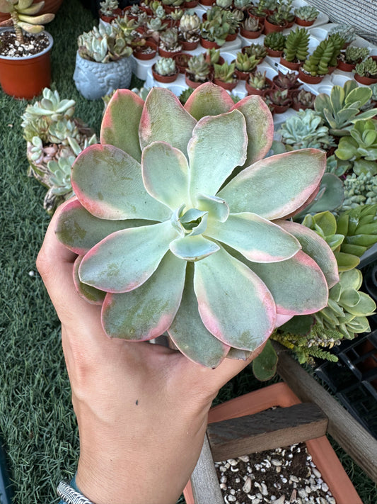 Echeveria Pink Vera variegata