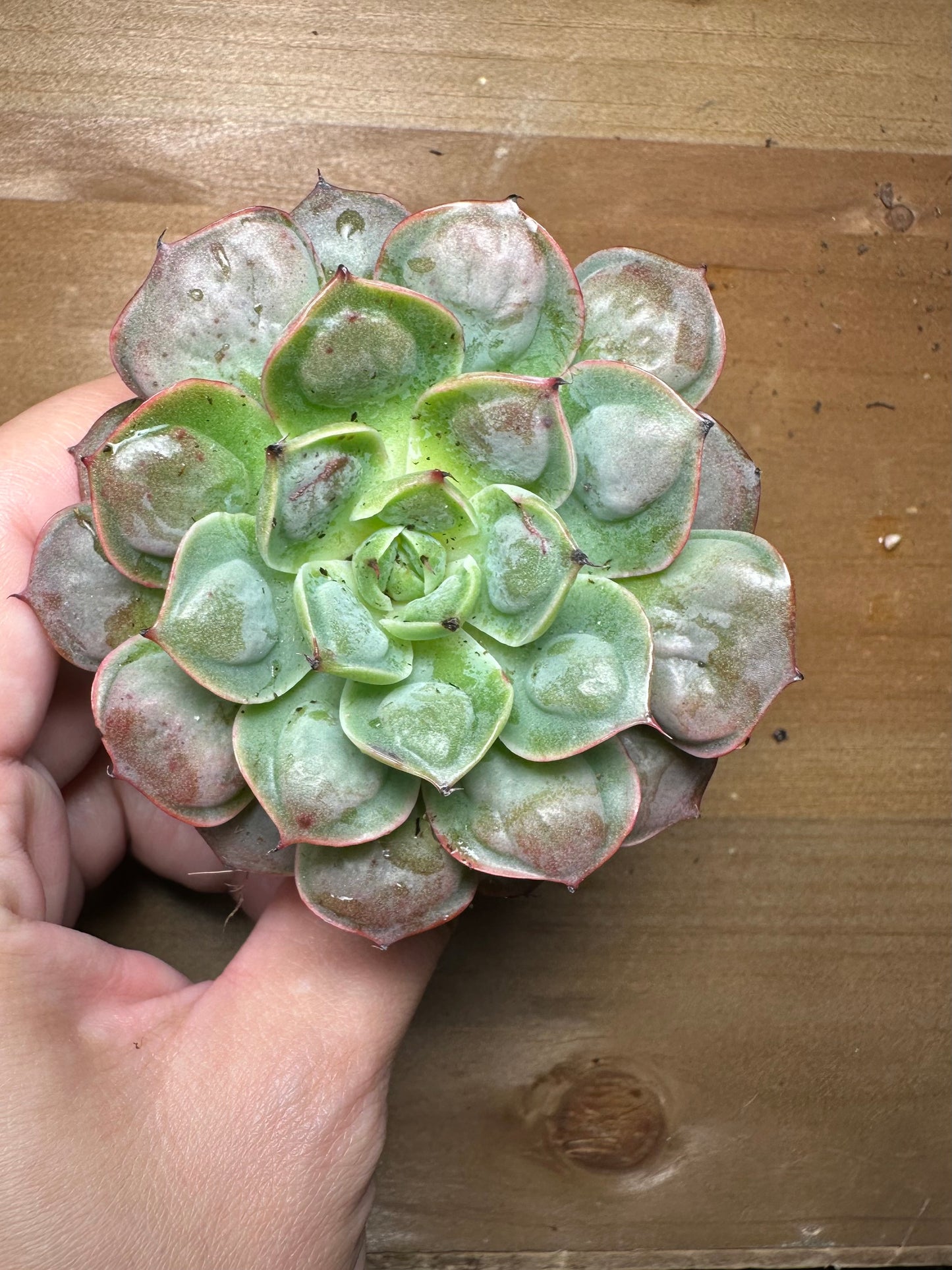 Echeveria Parva x Raindrops