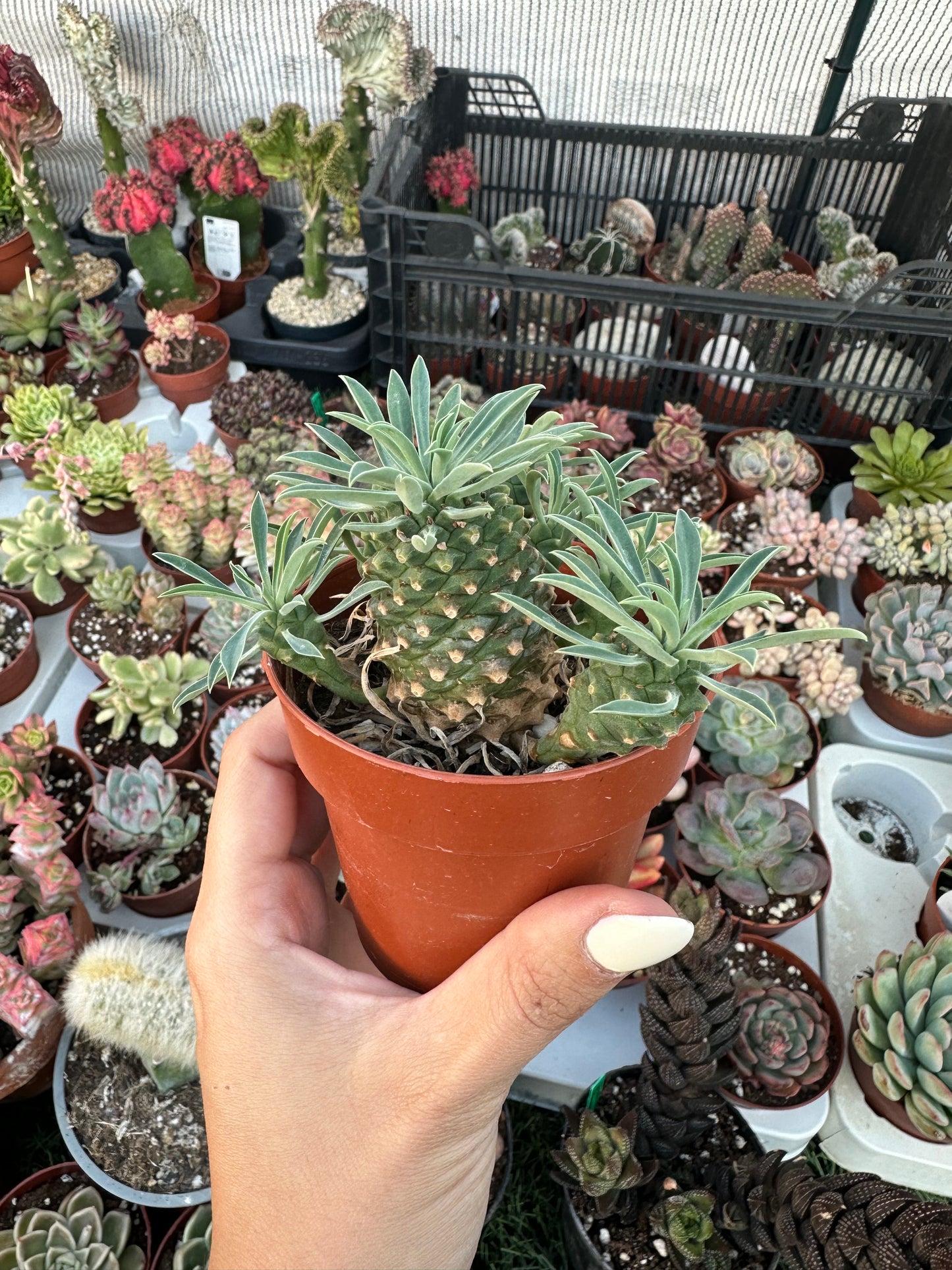 Euphorbia “Sotetsu Kiri “