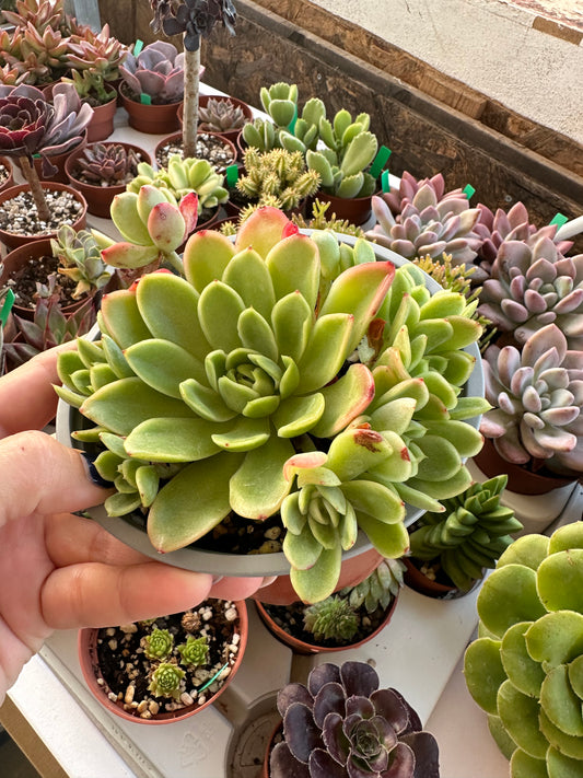 Echeveria