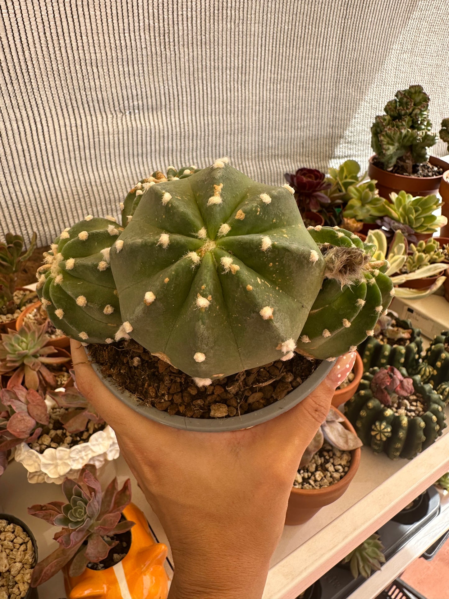 Echinopsis Subdenudata “Cactus Linterna”