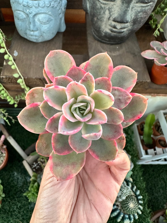 Echeveria Pink Vera variegata