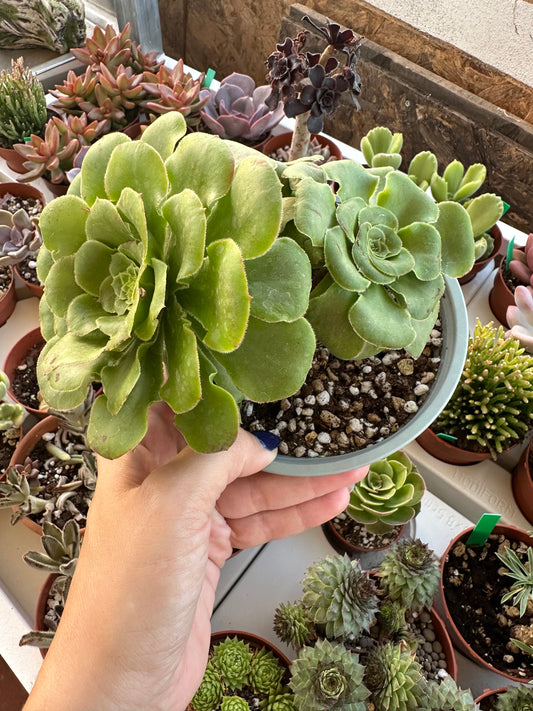 Aeonium Canariense