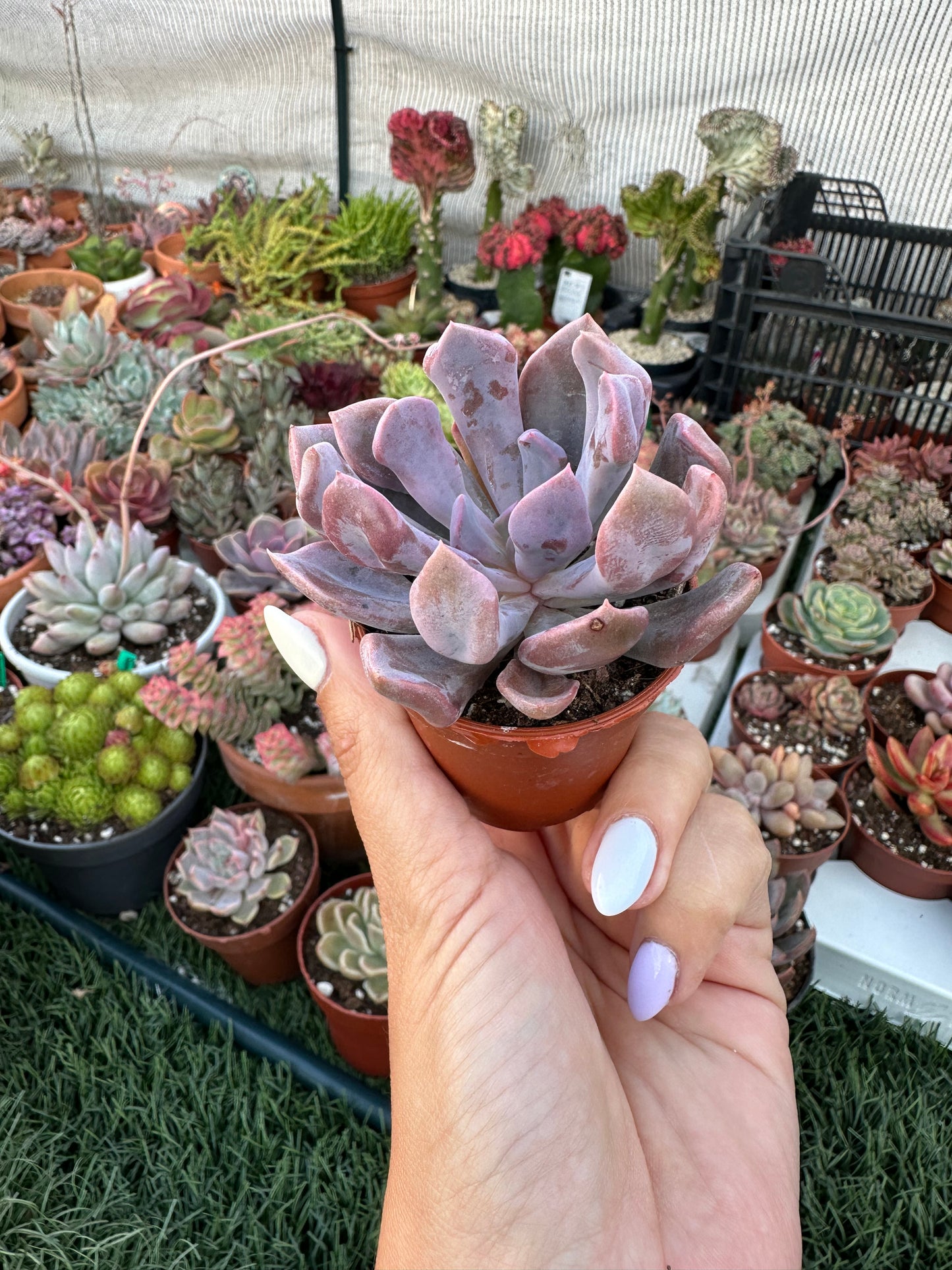 Graptoveria Topsy Debbie