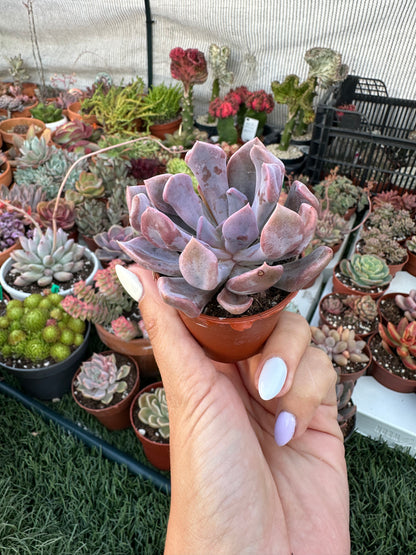 Graptoveria Topsy Debbie