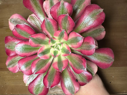 Aeonium Pink Witch