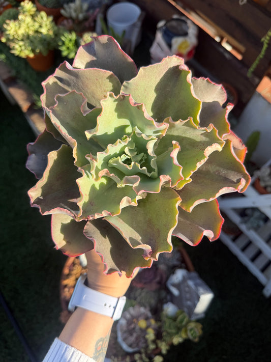 Echeveria Giant Blue