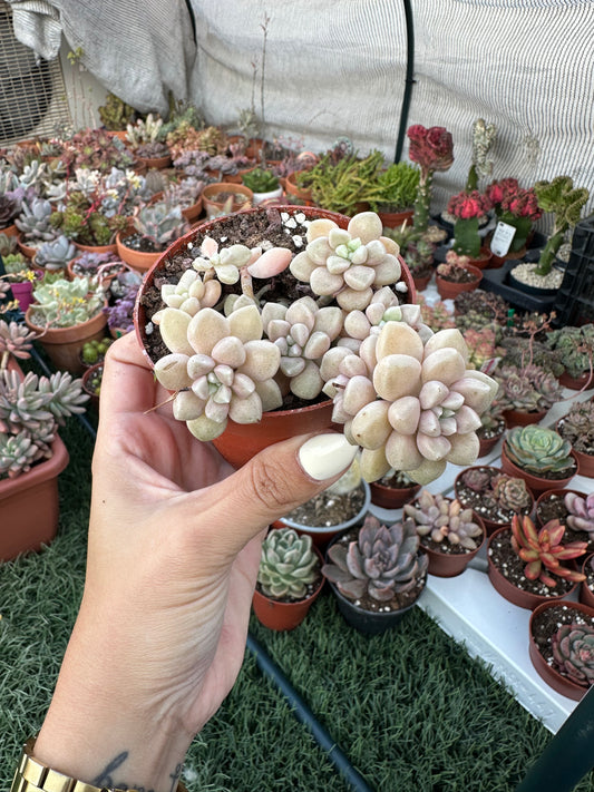 Graptopetalum Ellen