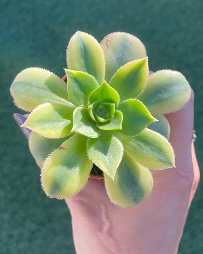 Aeonium Starbust