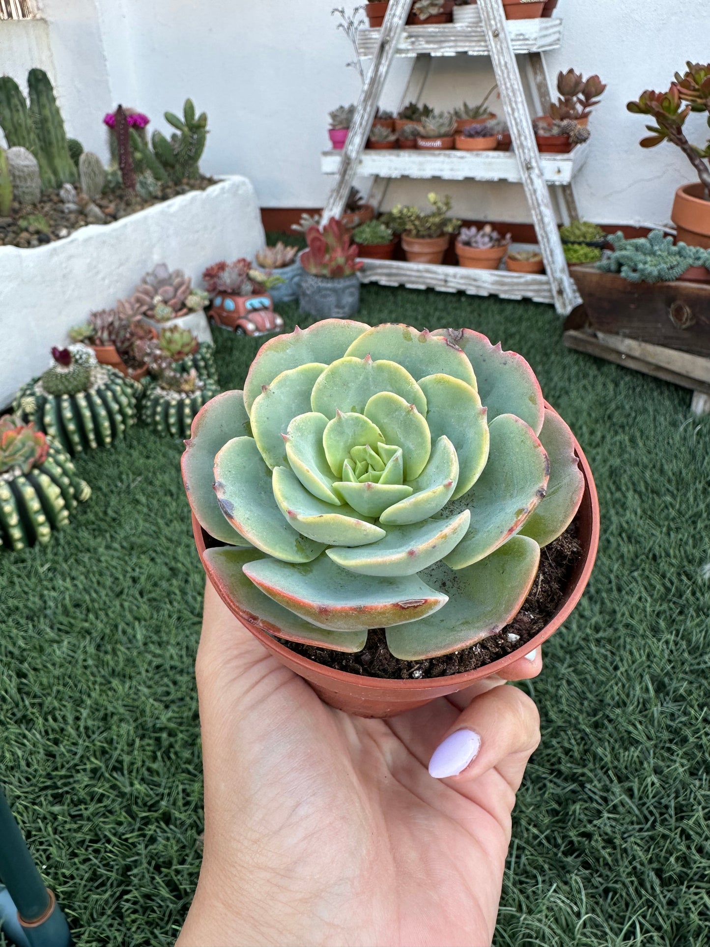 Echeveria Secunda Tixacala