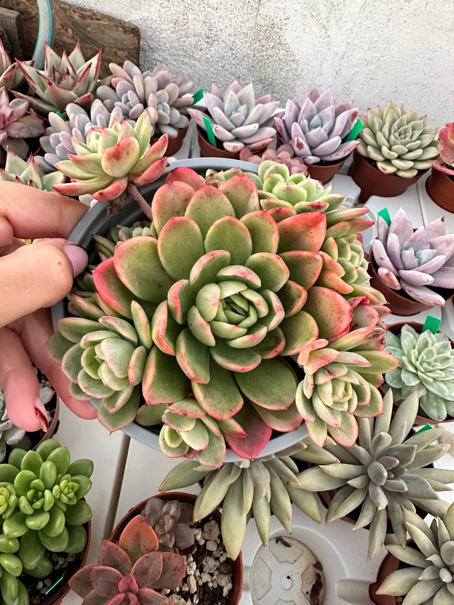 Echeveria